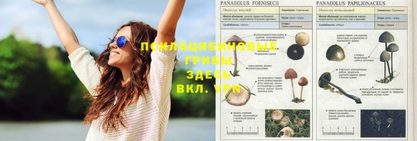 крисы Богданович